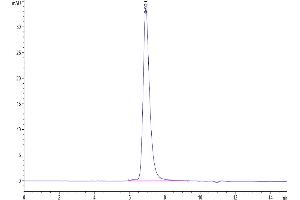 The purity of SARS-COV-2 Spike RBD is greater than 95 % as determined by SEC-HPLC. (SARS-CoV-2 Spike Protein (RBD) (mFc Tag))