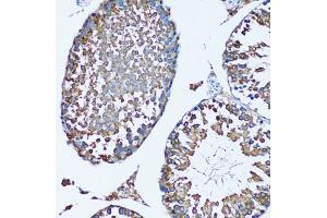 Immunohistochemistry of paraffin-embedded mouse testis using FDFT1 antibody (ABIN1882356) at dilution of 1:100 (20x lens). (FDFT1 anticorps)