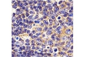 Immunohistochemistry (IHC) image for anti-Toll-Like Receptor 1 (TLR1) (N-Term) antibody (ABIN1031619) (TLR1 anticorps  (N-Term))
