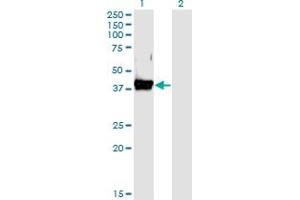 Western Blot analysis of CD55 expression in transfected 293T cell line by DAF monoclonal antibody (M02), clone 1D7. (CD55 anticorps  (AA 35-134))