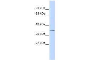 WB Suggested Anti-USF1 Antibody Titration:  0. (USF1 anticorps  (N-Term))