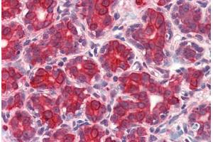 Anti-GM2A antibody  ABIN1048677 IHC staining of human breast. (GM2A anticorps  (Internal Region))