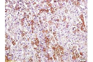 Formalin-fixed and paraffin embedded rat kidney labeled with Anti-CD200R/Orexin receptor Polyclonal Antibody, Unconjugated  at 1:200 followed by conjugation to the secondary antibody and DAB staining. (OX1R/OX2R anticorps  (AA 321-425))