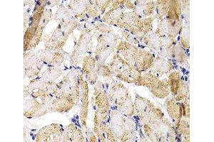 Immunohistochemistry of paraffin-embedded Rat heart using MBNL1 Polyclonal Antibody at dilution of 1:100 (40x lens). (MBNL1 anticorps)