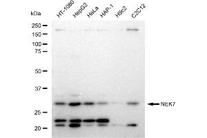 anti-NEK7 (NEK7) antibody