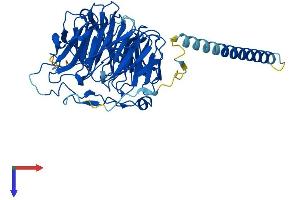 AlphaFold protein structure predicition of Mouse Recombinant Coro2b Protein, UniprotID Q8BH44