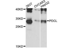 Western blot analysis of extracts of various cell lines, using PDCL antibody (ABIN6293740) at 1:3000 dilution. (Phosducin-Like anticorps)