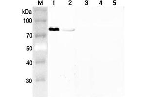 Western blot analysis using anti-Progranulin (mouse), pAb  at 1:2'000 dilution. (Granulin anticorps)
