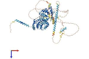 AlphaFold protein structure predicition of Human Recombinant DDX10 Protein, UniprotID Q13206