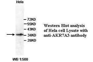 Image no. 1 for anti-Aldo-Keto Reductase Family 7, Member A3 (Aflatoxin Aldehyde Reductase) (AKR7A3) (Internal Region) antibody (ABIN791083) (AKR7A3 anticorps  (Internal Region))