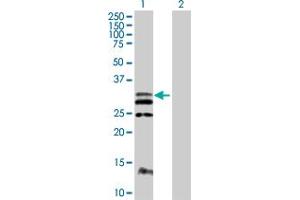 Western Blot analysis of FLT3LG expression in transfected 293T cell line by FLT3LG MaxPab polyclonal antibody. (FLT3LG anticorps  (AA 1-235))