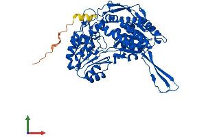 AlphaFold protein structure predicition of Mouse Recombinant Aldh1a2 Protein, UniprotID Q62148