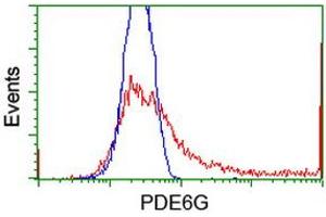HEK293T cells transfected with either RC216236 overexpress plasmid (Red) or empty vector control plasmid (Blue) were immunostained by anti-PDE6G antibody (ABIN2455127), and then analyzed by flow cytometry. (PDE6G anticorps)