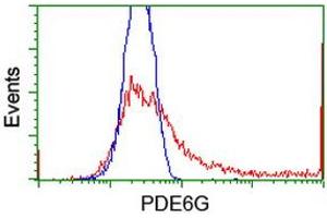 HEK293T cells transfected with either RC216236 overexpress plasmid (Red) or empty vector control plasmid (Blue) were immunostained by anti-PDE6G antibody (ABIN2455127), and then analyzed by flow cytometry.