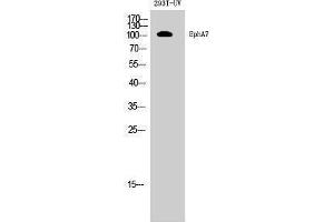 Western Blotting (WB) image for anti-EPH Receptor A7 (EPHA7) (Internal Region) antibody (ABIN3184506) (EPH Receptor A7 anticorps  (Internal Region))