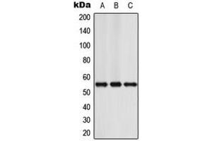 Western blot analysis of NFIA expression in Jurkat (A), Raw264. (NFIA anticorps  (N-Term))