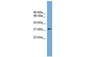 CCDC117 antibody used at 0.