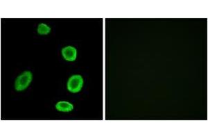 Immunofluorescence analysis of A549 cells, using OR8K1 Antibody. (OR8K1 anticorps  (AA 205-254))