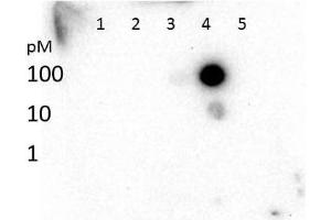 Dot Blot of Histone H3 K27 Me3 Antibody. (Histone 3 anticorps  (H3K27me3))