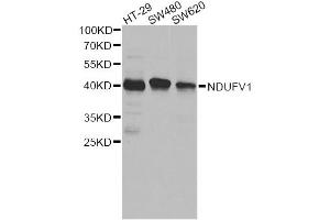 Western blot analysis of extracts of various cell lines, using NDUFV1 antibody.