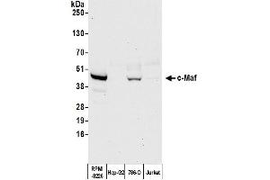 Western Blotting (WB) image for anti-V-Maf Musculoaponeurotic Fibrosarcoma Oncogene Homolog (Avian) (MAF) (AA 125-175) antibody (ABIN7455089) (Recombinant MAF anticorps  (AA 125-175))