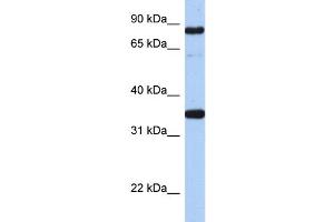 WB Suggested Anti-POU2F1  Antibody Titration: 0. (POU2F1 anticorps  (N-Term))