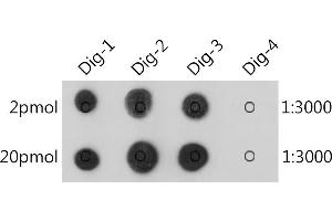 The Digoxin rabbit monoclonal antibody (ABIN7266762) are tested in Dot Blot against digoxin labelled oligonucleotide(Dig-1,Dig-2 and Dig-3) and unlabelled oligonucleotide(Dig-4) , Dig-1 :5'AGCTAAC/iDigdT/ACTAGCT(Biotin)3' , Dig-2 :5'(Digoxin)AGCTAACTACTAGCT(Biotin)3' , Dig-3 :5'(Biotin)AGCTAACTACTAGCT(Digoxin)3' , Dig-4 :5'AGCTAACTACTAGCT(Biotin)3' (Digoxin anticorps)
