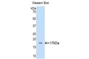 Western Blotting (WB) image for anti-Fibrinogen alpha Chain (FGA) (AA 124-214) antibody (Biotin) (ABIN1174271) (FGA anticorps  (AA 124-214) (Biotin))