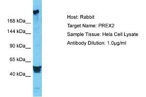 Host: Rabbit Target Name: PREX2 Sample Type: Hela Whole Cell lysates Antibody Dilution: 1. (PREX2 anticorps  (N-Term))