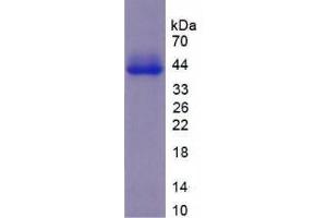 Image no. 1 for Vitronectin (VTN) (AA 250-478) protein (His tag) (ABIN6237708) (Vitronectin Protein (VTN) (AA 250-478) (His tag))