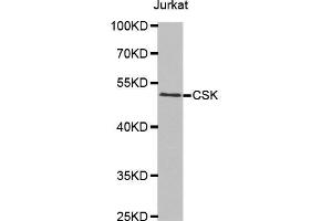 Western blot analysis of extracts of Jurkat cells tissue, using CSK antibody. (CSK anticorps  (AA 241-450))