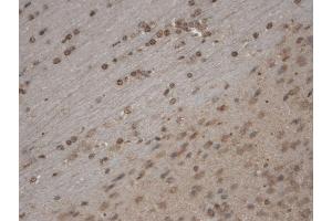 Immunohistochemistry analysis using Mouse Anti-TrpC5 Monoclonal Antibody, Clone S67-15 .