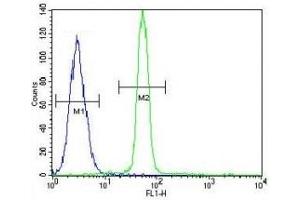 CREB antibody flow cytometric analysis of A549 cells (green) compared to a negative control (blue).