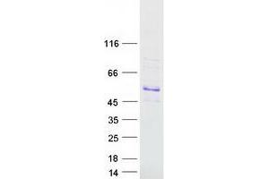 Validation with Western Blot