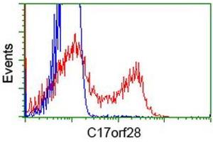 HEK293T cells transfected with either RC206740 overexpress plasmid (Red) or empty vector control plasmid (Blue) were immunostained by anti-C17orf28 antibody (ABIN2452864), and then analyzed by flow cytometry. (HID1/DMC1 anticorps)