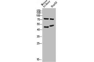 Western Blot analysis of mouse-kidney, hepg2 cells using Antibody diluted at 800. (Thymopoietin anticorps  (AA 1-50))