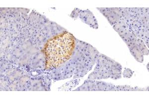 Detection of FGF21 in Mouse Pancreas Tissue using Polyclonal Antibody to Fibroblast Growth Factor 21 (FGF21) (FGF21 anticorps  (AA 29-209))