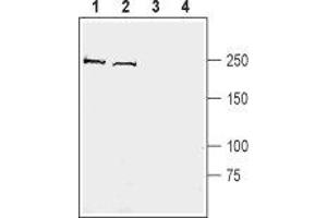 Western blot analysis of mouse brain membranes (lanes 1 and 3) and rat brain synaptosomal fraction (lanes 2 and 4):  - 1,2. (KIDINS220 anticorps  (C-Term, Intracellular))