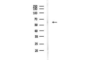 anti-Sialic Acid Binding Ig-Like Lectin 9 (SIGLEC9) (C-Term) antibody