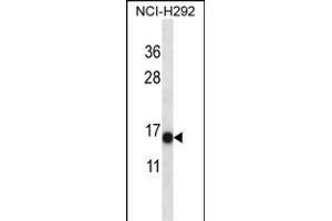 S100A7 Antibody (N-term) (ABIN657716 and ABIN2846704) western blot analysis in NCI- cell line lysates (35 μg/lane). (S100A7 anticorps  (N-Term))