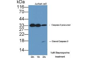 Detection of CASP3 in lysates of Jurkat cell line using Polyclonal Antibody to Caspase 3 (CASP3) (Caspase 3 anticorps  (AA 29-175))