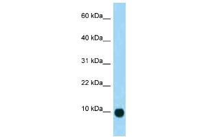 WB Suggested Anti-Sct Antibody Titration: 1.