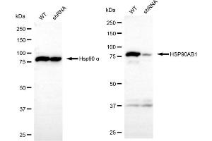 Western blotting analysis using HSP90AB1 antibody (ABIN7798875).