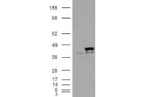 Image no. 2 for anti-Peptidylprolyl Isomerase D (PPID) (Internal Region) antibody (ABIN374769) (PPID anticorps  (Internal Region))
