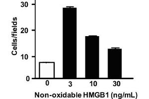 Migration assay with 3T3 mouse cells