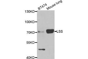 Western blot analysis of extracts of BT474 and mouse lung cell lines, using LSS antibody. (LSS anticorps)