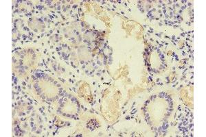 Immunohistochemistry of paraffin-embedded human pancreatic tissue using ABIN7161056 at dilution of 1:100
