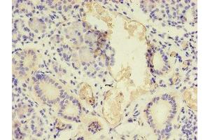Immunohistochemistry of paraffin-embedded human pancreatic tissue using ABIN7161056 at dilution of 1:100 (NPPB anticorps  (AA 27-102))