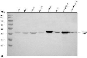 Western blot analysis of CNPase/CNP using anti-CNPase/CNP antibody (ABIN7599377).