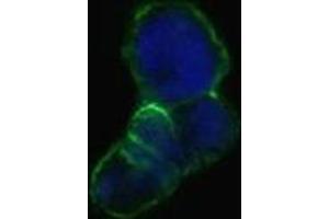Confocal immunofluorescence analysis of methanol-fixed HEK293 cells trasfected with LCN1-hIgGFc using LCN1 mouse mAb(green), showing membrane localization. (Lipocalin 1 anticorps)